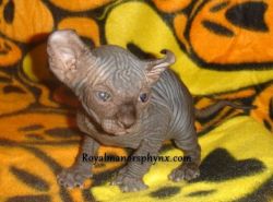 Black Elf Sphynx Baby Boy (Curled Ears)