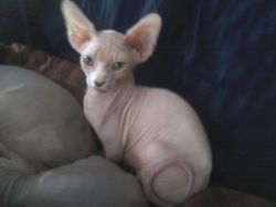 2 adorable red males sphynx kittens