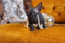 Gorgeous Sphynx kittens for sale! New litter!!!