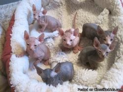 Purebred Sphynx Kittens available!!!
