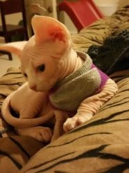 Cute Sphynx kittens available now for sale.