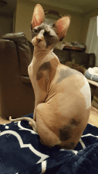 Sphynx kittens for sell California very bald and beautiful very health