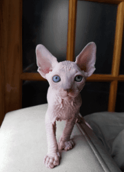 Female Canadian Sphynx for sale.