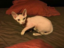Sphynx Male Neutered 10 mo. old kitten for sale