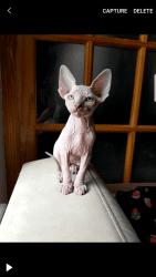 Female Sphynx Canadian for sale