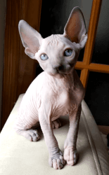 Female Canadian Sphynx for sale