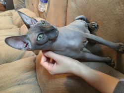sphynx pick up today for 1000