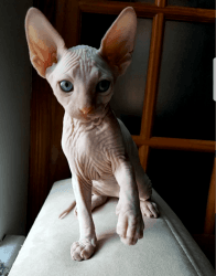 Male Sphynx Canadian for sale