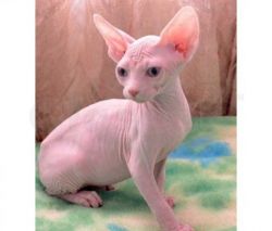CFT Sphynx Kittens For Sale