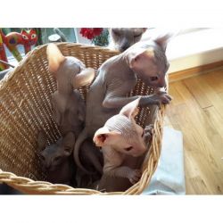 Cute Sphynx Kittens Available