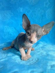 Sphynx Cats Babies available
