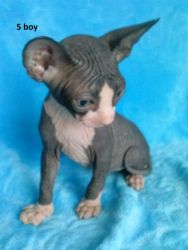 Canadian Sphynx Kittens For Sale
