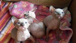 sphynx kittens for adoption