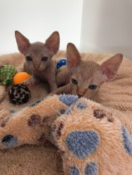 Extra Charming Sphynx Kittens for Re homing