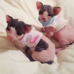 Beautiful Sphynx kittens looking for a new home