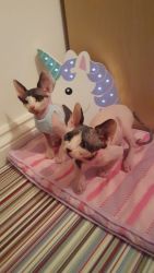 Bo-colored Female Sphynx Cats