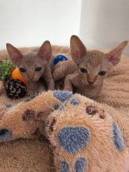 sphynx Kittens We Have New Babies Now!!!!!