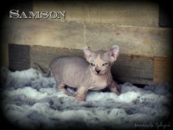 Samson - seal point & white tabby dwelf male - available