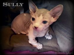 Sully - seal point & white Bambino male - available