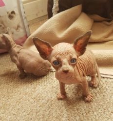 Male and female Sphynx kitten are available now