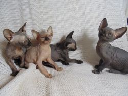 sphynx kittens for Sale