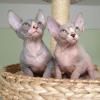 Very Friendly Sphynx Kittens for sale (xxx) xxx-xxx4