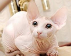 Outstanding Hairless Sphynx Kittens Now Ready For Adoption