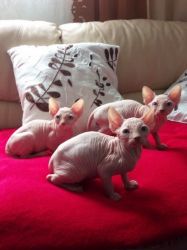 2 Beautiful White Sphynx Kittens For Sale