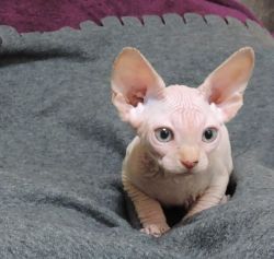 Cream Mink Male Sphynx Kitten Available