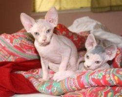 Hairless Sphynx Kittens Now Ready For Adoption
