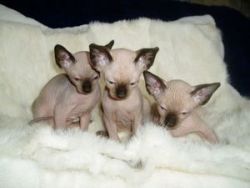 Shpynx Kittens Blue Eyed -