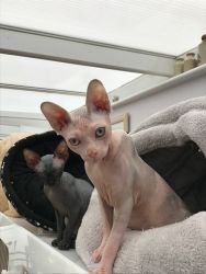 Sphinx Kittens For Sale 1boy And 2 Girls