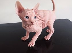 4 Beautiful Sphynx Kittes For Sale
