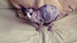 Adorable Sphynx Mother And Daughter Pair For Sale