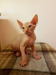 Pure Pedigree Sphynx Kittens For Sale