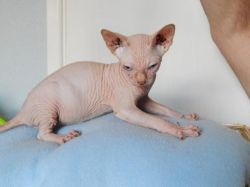 Geogouse Sphynx kitten available now for sale