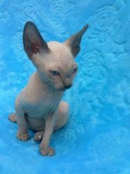 Canadian Sphynx Kittens For Sale