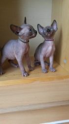 Two Beautiful sphynx blue eye girls are looking for they forever home