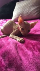 Canadian Sphynx girl ready to leave for her new loving home