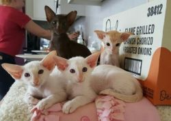 Sphynx Cat with odd eyes available for breeding