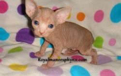 Sphynx Kittens for sale in Alabama