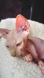 Tiny Sphynx from champion bloodlines