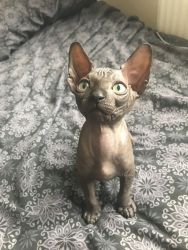 Tiara is a cuteSphynx with a gentle nature.
