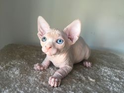 Sphinx Kittens are ready to order!!