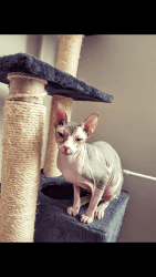 sphinx Kittens available