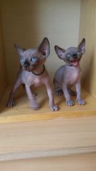 Pedegree Sphynx Girl For Sale
