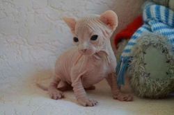 Cute Sphynx Kitten for Sale