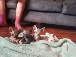 Sphynx kittens for sale