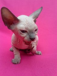 Extra Charming Sphynx Kittens Available