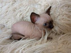 New!!!! Elite SPhynx kitten from USA with excellent pedigree
